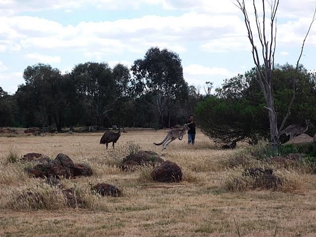 [Kangaroo.JPG]