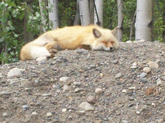 Mama Fox at our campground Friday night, June 19