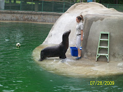 The seal at the zoo