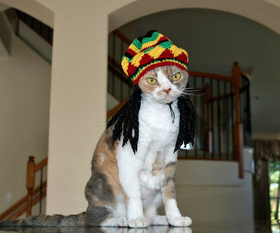 Cats With Dreads