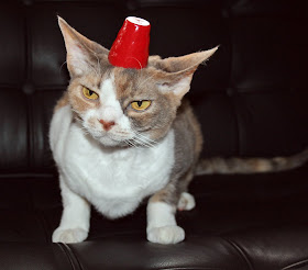 Daisy The Curly Cat I Say Whip It Whip It Good