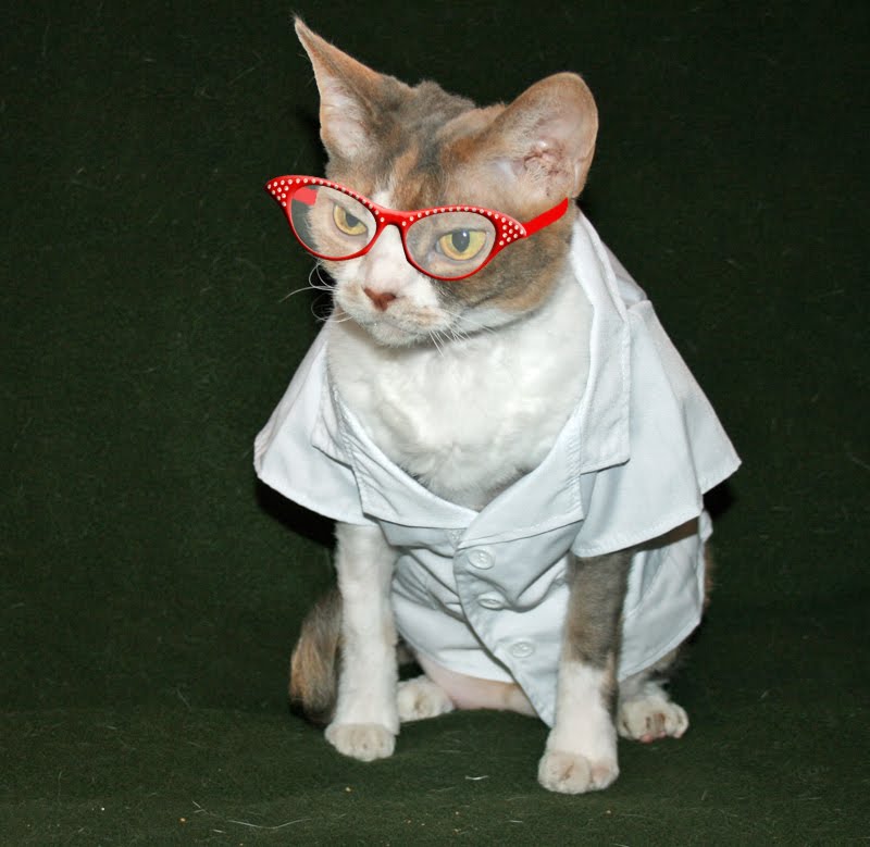 Lovelly Pets Daisy the Curly Cat