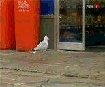 [seagull.gif]