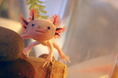 Albino Axolotl