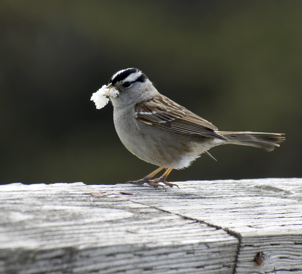 [White-crowned+Sparrow.jpg]