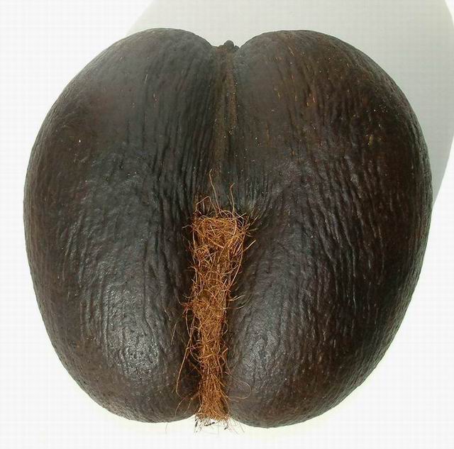 Today I Googled... Today I Googled World’s Biggest Nuts