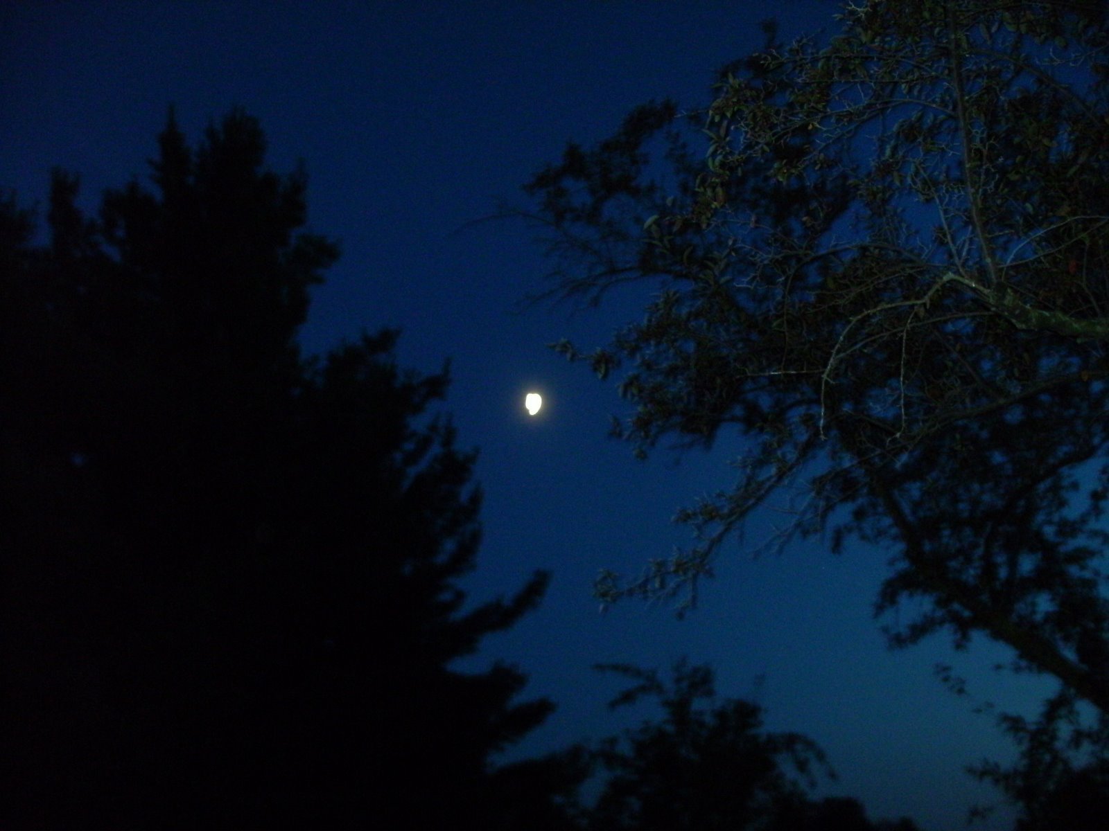 [moontrees1.JPG]