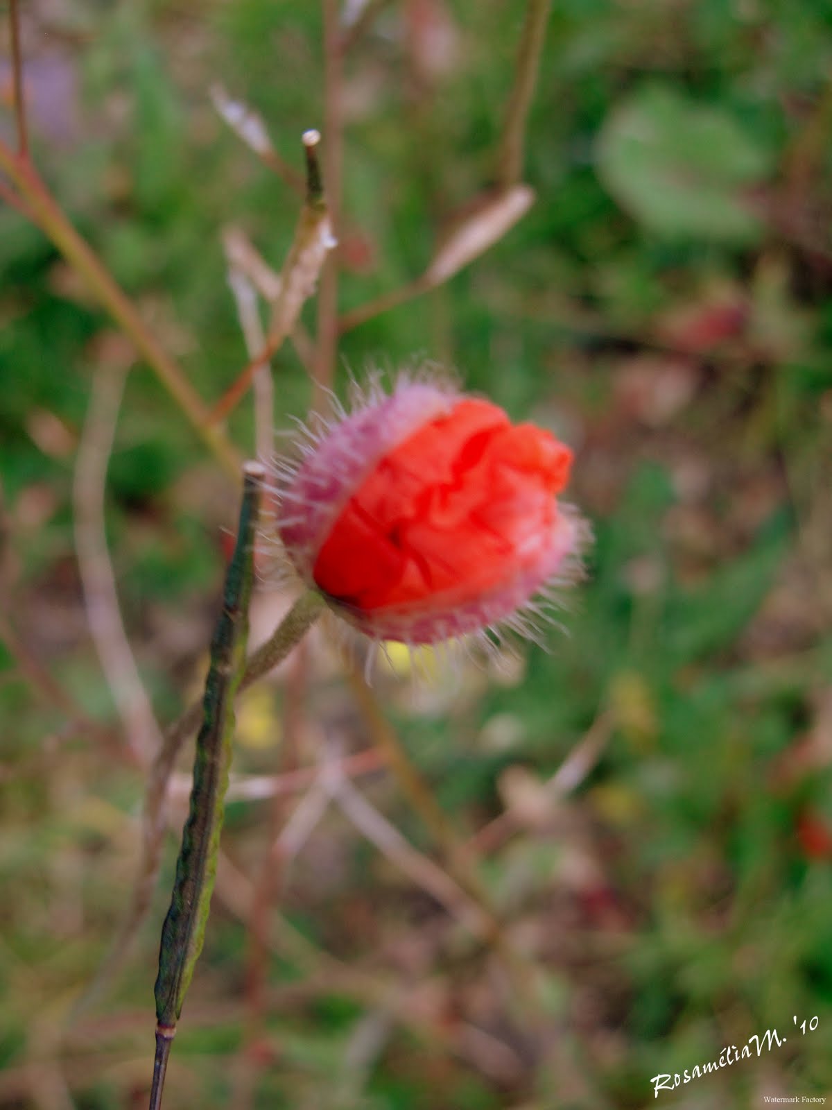 [DSC08094.JPG]