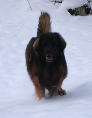 Leonberg, Corentin-Messidor des Neiges de Chantelouve