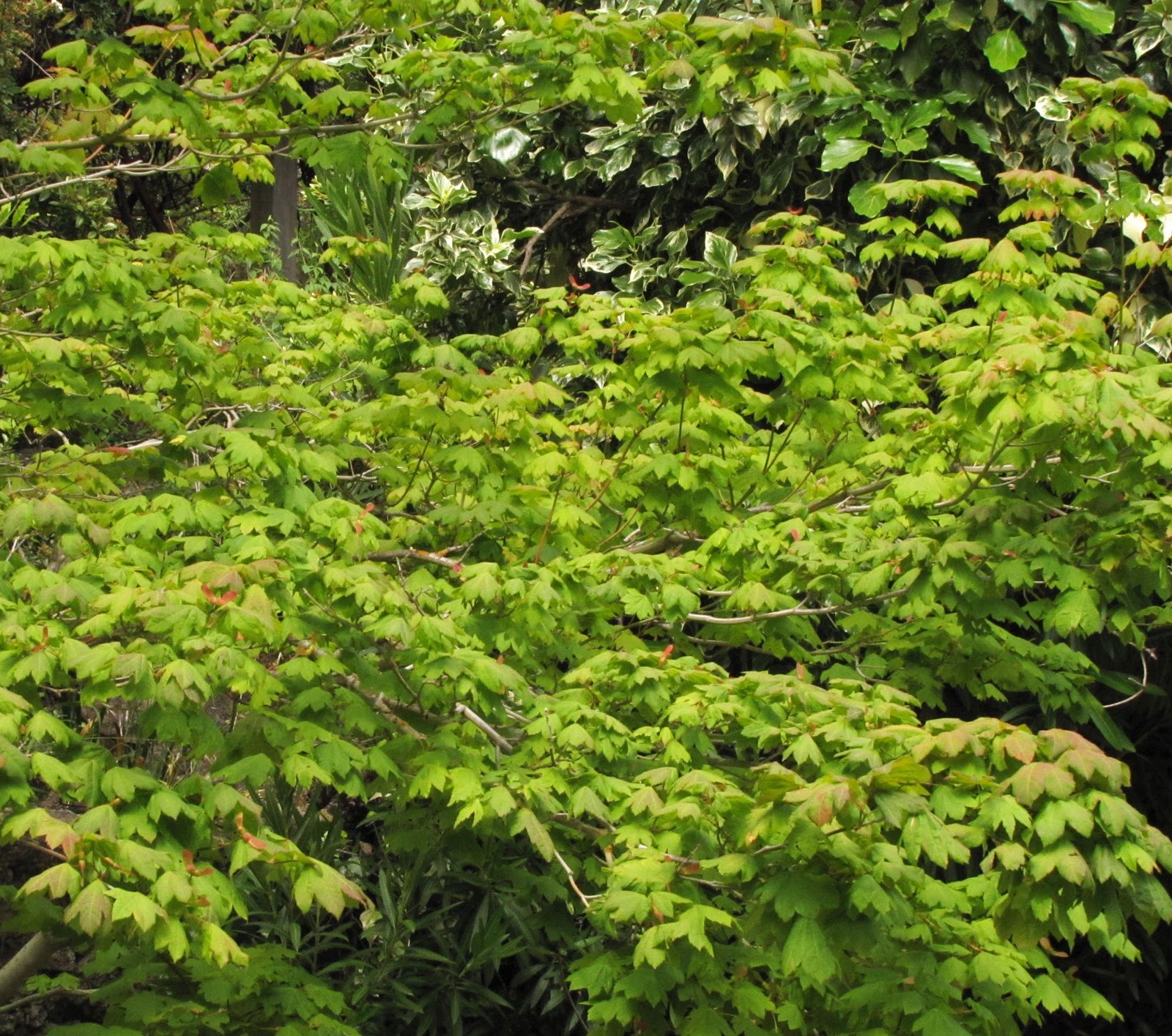 Acer Circinatum