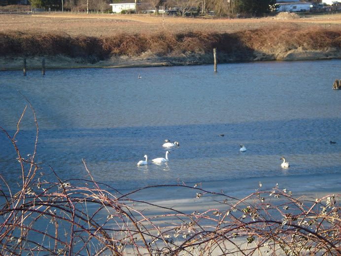 Trumpeter Swans