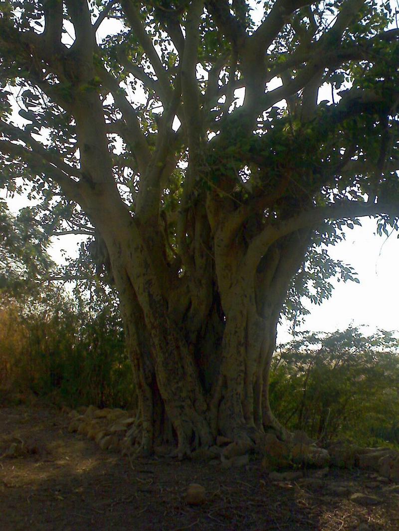 [Tree1.JPG]
