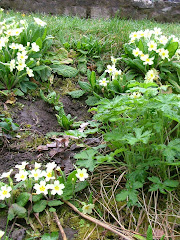 Primroses in the Snuff Mills garden