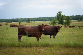 Southern Minnesota