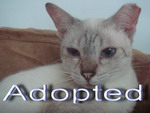 Dusty  (siamese-mixed)