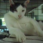 Xin-Hui (Bicolor cat)