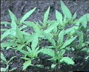 ganja1.JPG