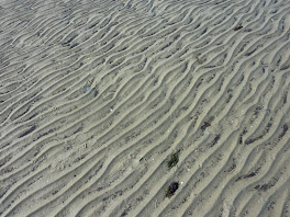 Rippled Sand