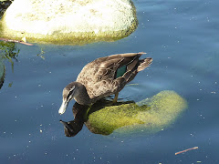 Hesitating duck