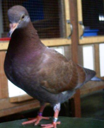 Merpati+balap+leonard