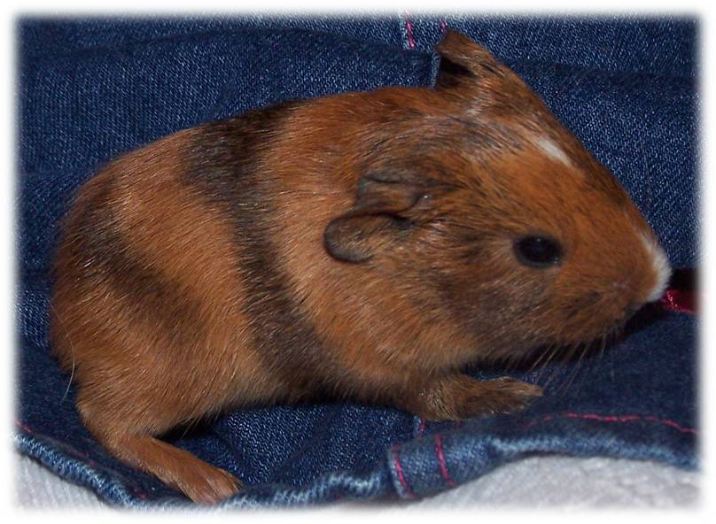 Beautiful Girlhood Guinea Pig Mad!