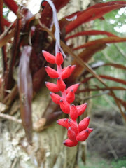 Latest mystery bromeliad flower in garden