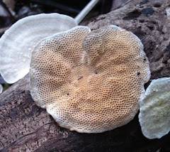 Unknown Fungi