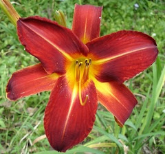 Flaming Day Lily!