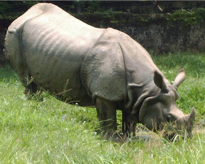 Rhinoceros, the state animal of Assam