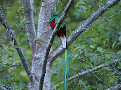 Quetzal