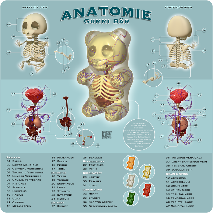 MoistProduction 8" Anatomical Gummi Bear 3D puzzle (Available this Spring)