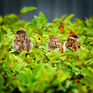 Sparrows, Sweden
