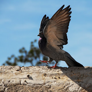 Pigeon, Arequipa, Peru