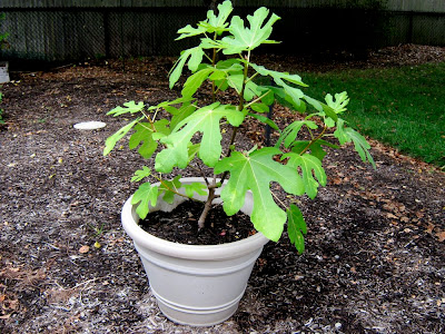 fig tree in a pot