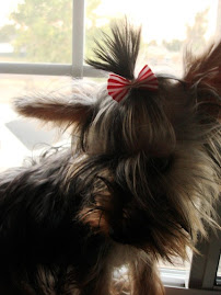 Mr. Darcy and his Red and White Striped Bow!