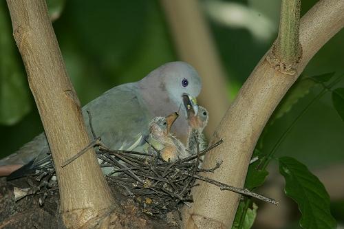 [PNGP1-Feeding1GS.JPG]