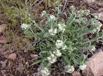 Little Cryptantha