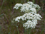 Yarrow