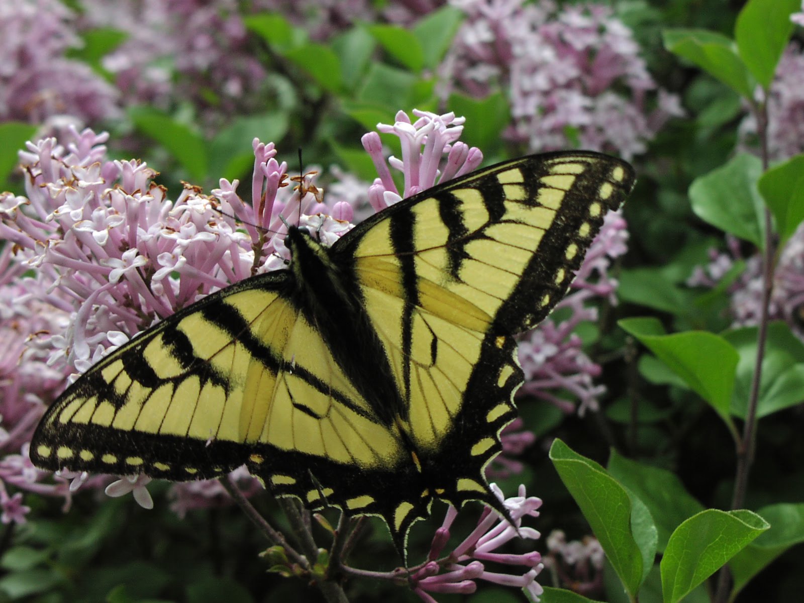 Butterfly Museum Species of Butterflies