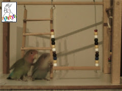 Playground de Agapornis