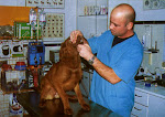 REQUISITOS VETERINARIOS