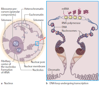 protein sythesis in humans protein sythesis in humans