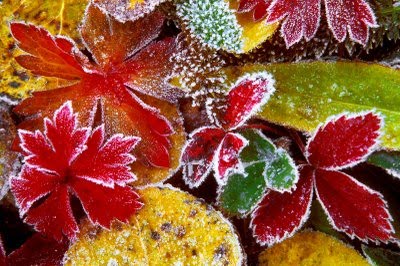 [Frosted-Fall-Leaves.jpg]