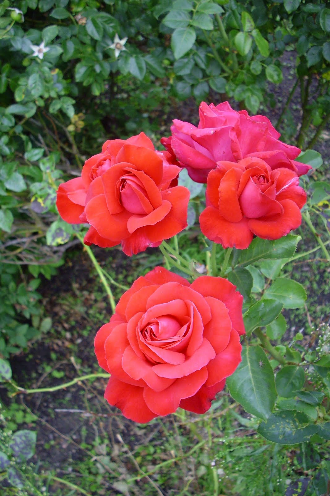 Martin In Broda Gefuhlter Herbst