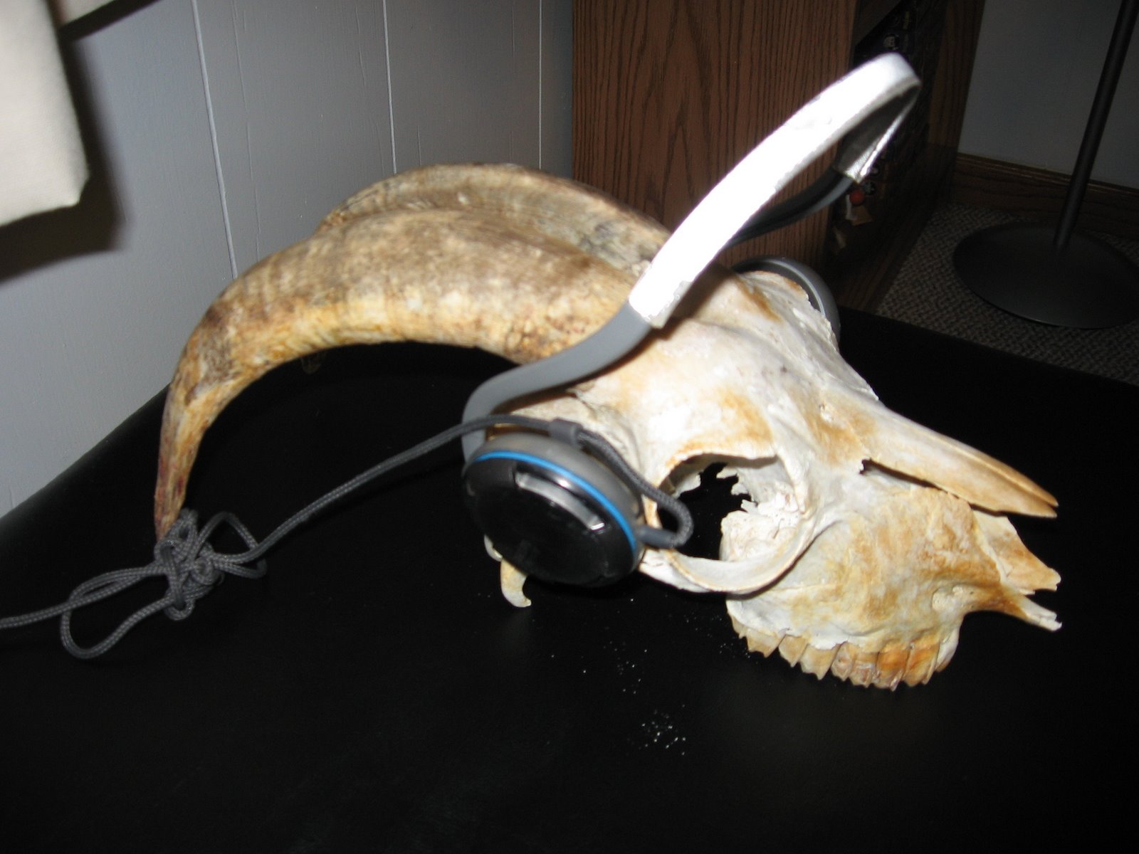 [goatskull.JPEG]
