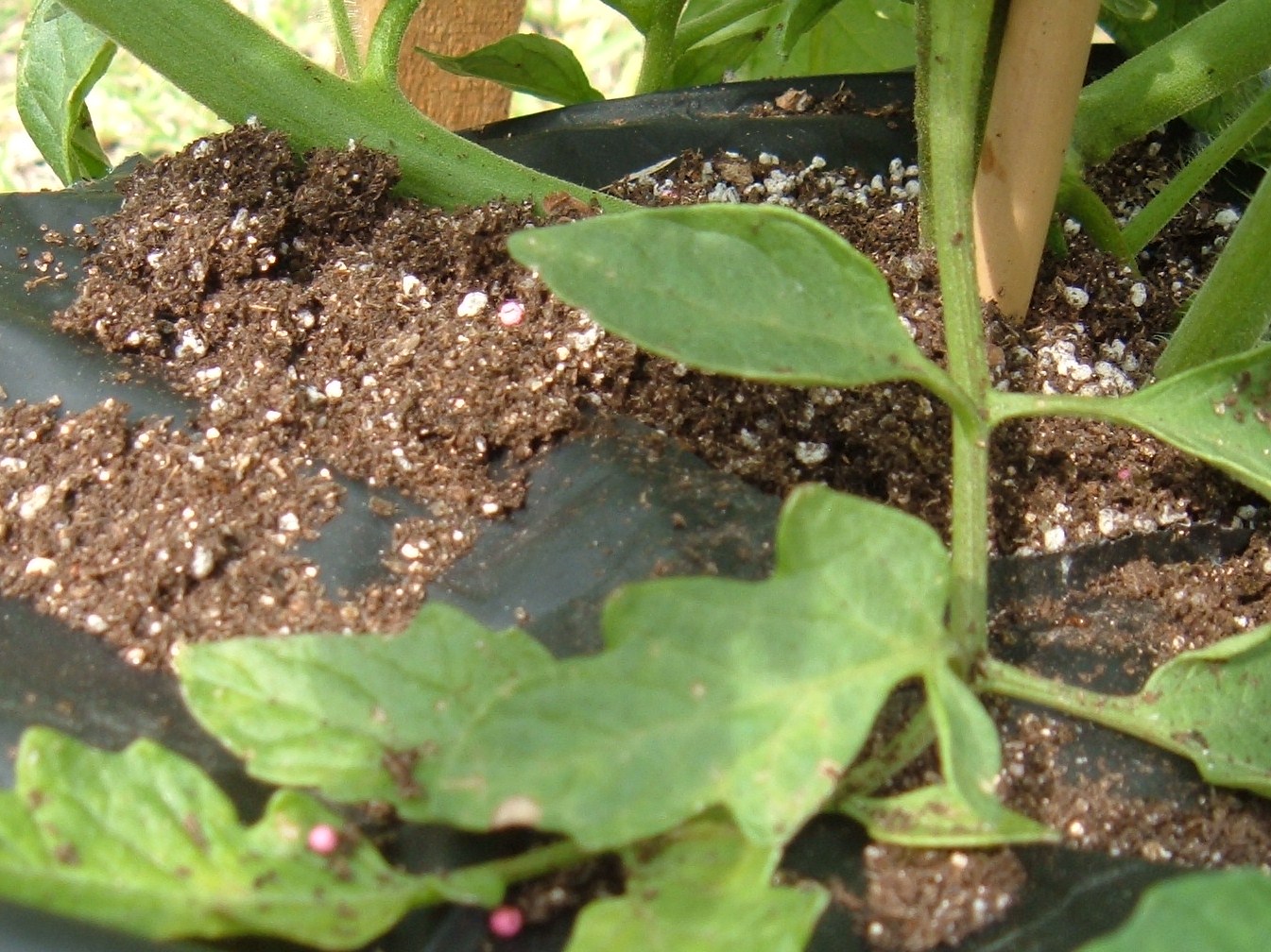 My Garden Musing Ants in my tomato earthbox
