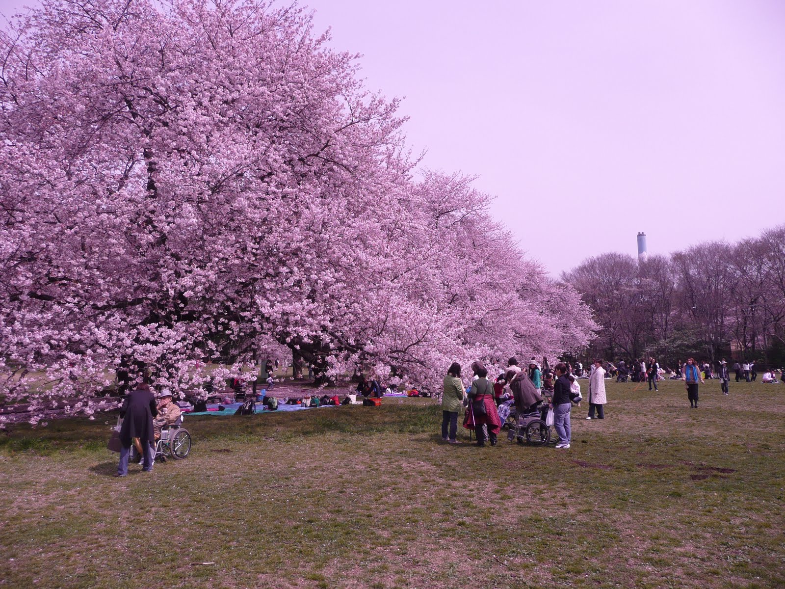 Tokyo In Spring