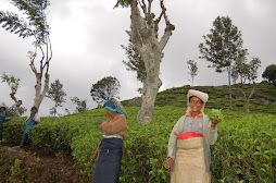 present time tea workers