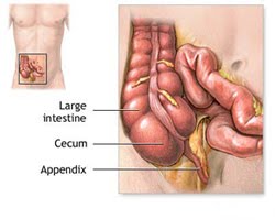 [Appendix.jpg]
