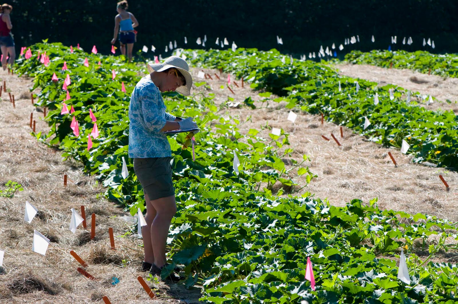 Growing Ideas with Johnny's Selected Seeds: July 2010